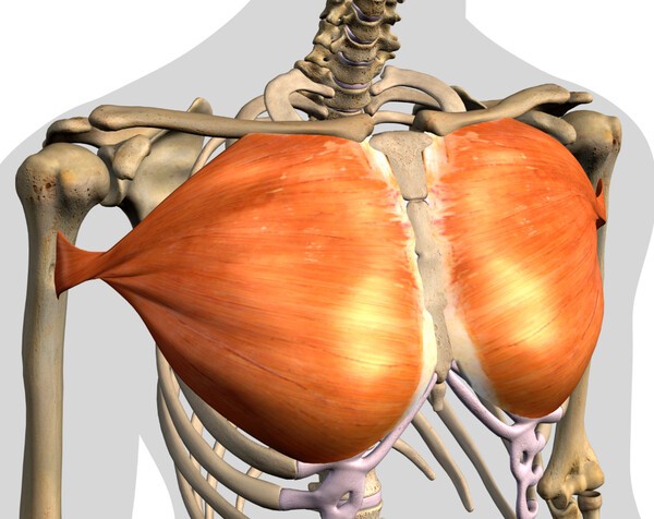 가슴 중앙이 움푹 꺼진 형태를 보이는 오목가슴은 선천성 흉곽 기형 중 가장 흔한 유형이다.