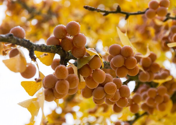 은행에 함유된 비타민C 성분과 레시틴은 각종 바이러스성 호흡기 질환 예방에 도움을 준다. [출처: Gettyimagesbank]